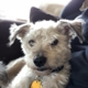 Humane Society of Eastern Oregon Pet Rescue