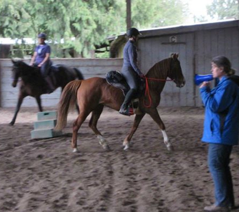 Brejd Arabians and Sport Horses - Arlington, WA