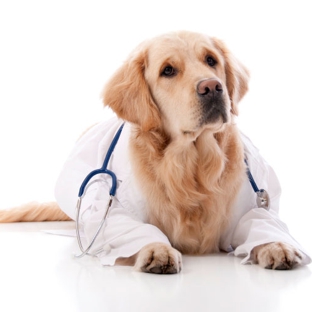 Orange Canyon Pet Clinic - Orange, CA