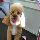 Phoenix Pet Salon - Pet Grooming