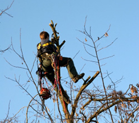 Battiste  Tree Service - Theodore, AL