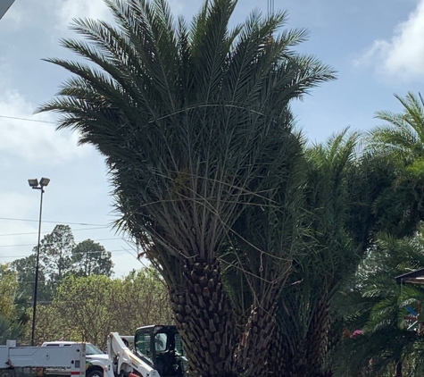 Unique Plants and Palms - Jacksonville, FL