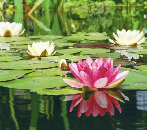 Paris Gardening - Danville, IL