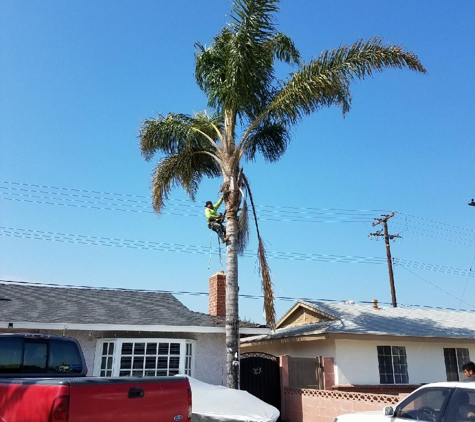 Angel's Tree Service - Orange, CA