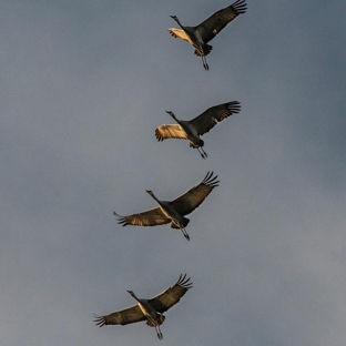 Great Wildlife Photos - Sparks, NV