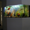 LA Home Aquariums gallery