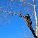 Devo's Tree & Stump removal - Tree Service