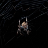 Steen's Pest Control gallery