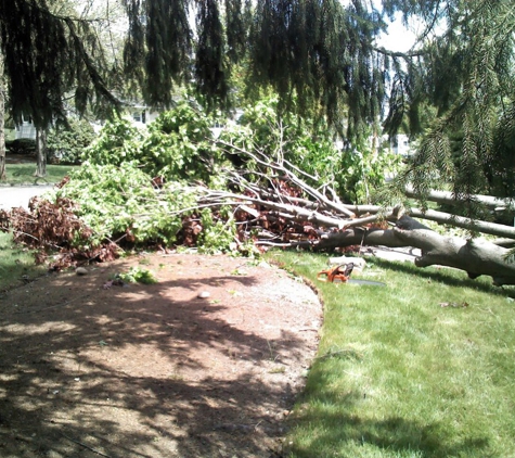 A Cut Above The Best--Tree Service - Beverly, MA