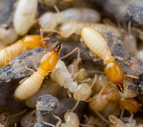 Natural Pest Control Queenslan - Bracken Ridge, QLD. White Ants