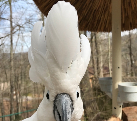 Parrot Mountain & Gardens - Pigeon Forge, TN