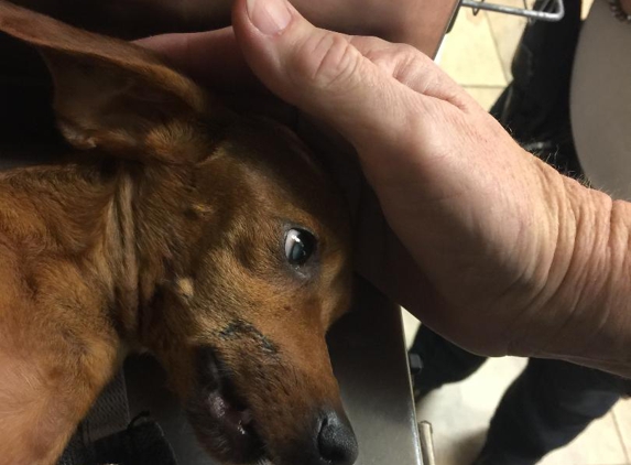 VCA Becker Animal Hospital and Pet Resort - San Antonio, TX. Front lower canines and teeth held by just skin.