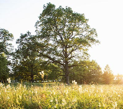 Trembling Trees Tree Service - Detroit, MI