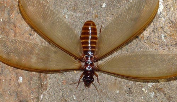 Antibug Pest Management - Castle Hill, NSW