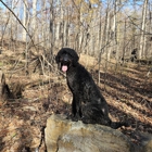 Deer Creek Canine Academy