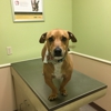 Bear Valley Animal Hospital gallery