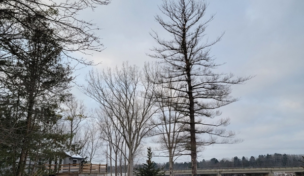 Affordable Tree Service - Sanford, MI