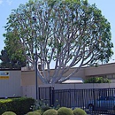 California Arbor Care - Tree Service