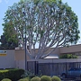 California Arbor Care
