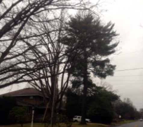 New View Tree Service - Blairsville, PA. S. Walnut St. Before Pine Removal