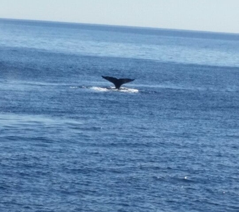 Dolphin Safari - Dana Point, CA