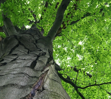 JC Tree Service - Cedar Rapids, IA