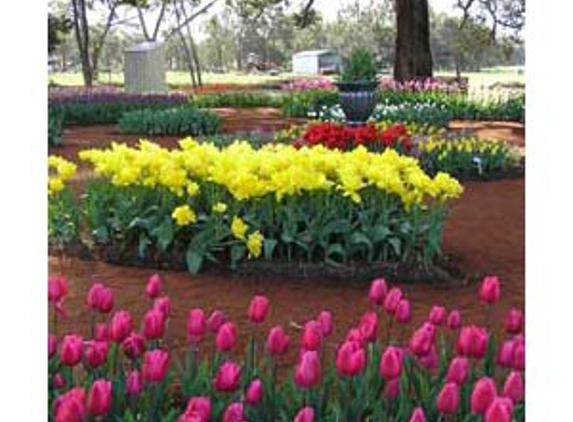 Tulips With A Difference - Kulikup, WA