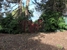 Tree -Wise Men Tasmania - Tree & Stump Removal Services