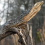 Alaska Hydro Ax Land Clearing