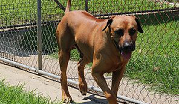 Pets Park Kennels - Sancrox, NSW