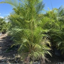 Diaz Plant Broker - Housewares