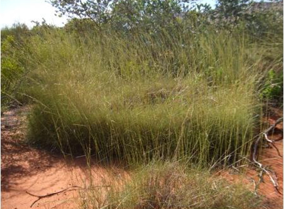 Low Ecological Services Pty Ltd - Connellan, NT
