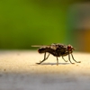 CalPro Pest Services, Inc. gallery