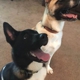 Florida 5-Star Dog Training