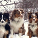 Flying Walker Toy Aussies - Pet Breeders