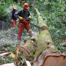 Lofty Heights Logging, LLC - Logging Companies