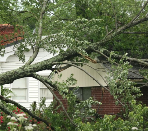 Kostos Tree Service - Lemon Grove, CA