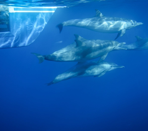 Dolphin Safari - Dana Point, CA