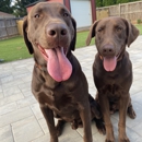 West Wind Retrievers & Training - Dog Training