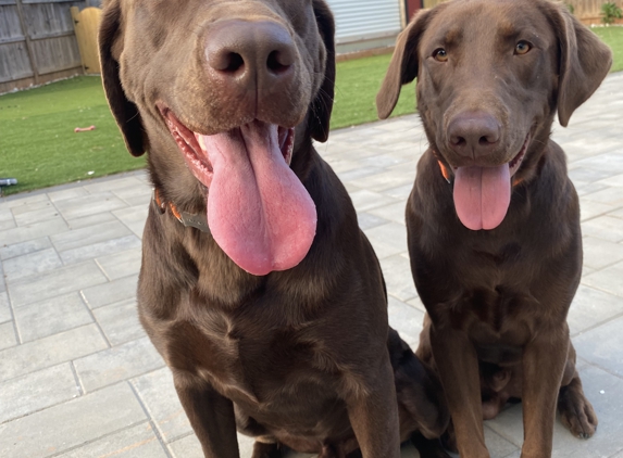 West Wind Retrievers & Training - Windsor, VA. The boys