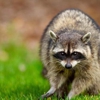 Limitless Wildlife Solutions gallery