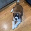 I Wuff You Dog Training and Coaching gallery