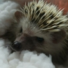 Pitter Patter Pets gallery