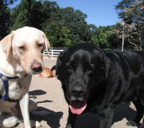 Dogs on the farm salon