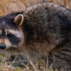 Montgomery Wildlife Removal gallery