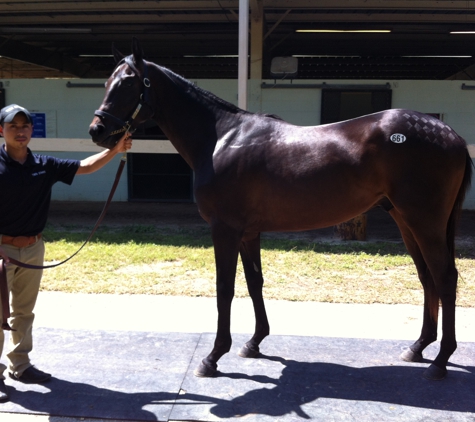 Twin Stars Equine, LLC - Ocala, FL