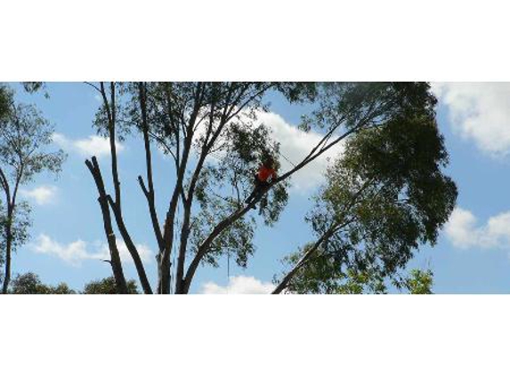 The Tree Surgeon - Spring Creek, NSW