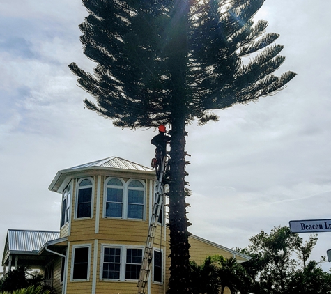 Anthony's Tree Trimming LLC - Fort Pierce, FL. Pine Removal