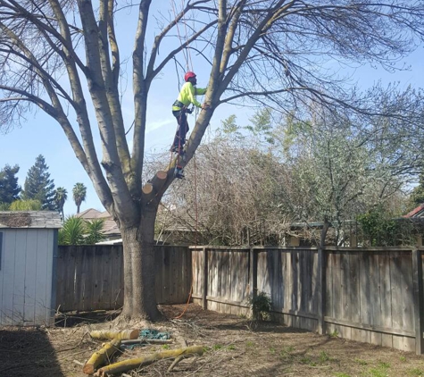 Cut it Right Tree Service LLC - Fresno, CA