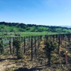 Rusack Vineyards gallery